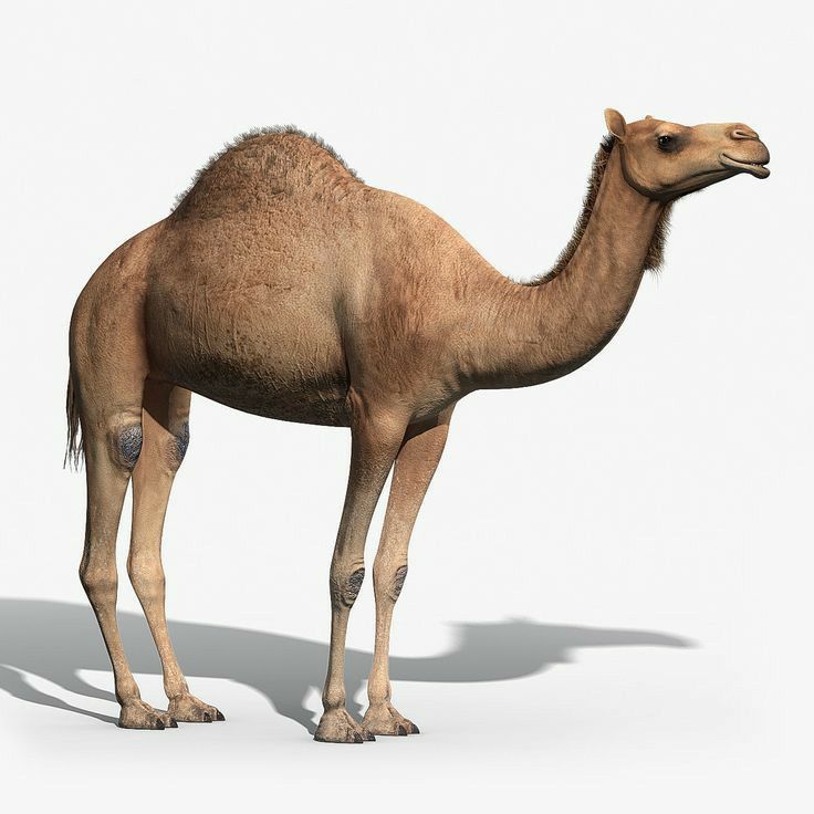 طبخ حاشي